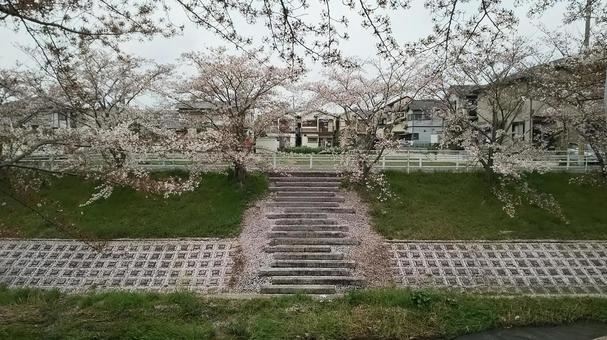 佐保川沿いの桜 桜,佐保川,花見の写真素材