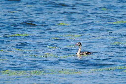カンムリカイツブリの幼鳥⑻ カンムリカイツブリの幼鳥⑻の写真