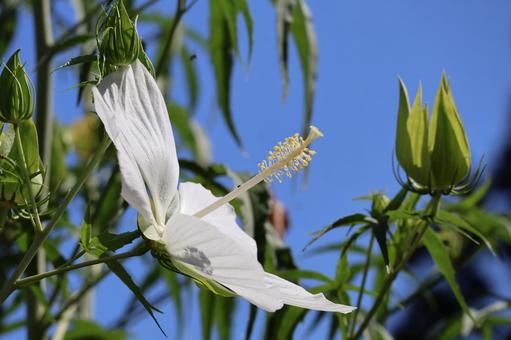 白い花びらのモミジアオイの花のアップ 白い,花びら,モミジアオイの写真素材