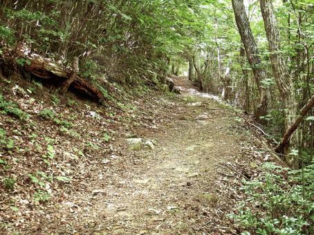 緑陰を吹き抜ける風が爽やかな夏の山道 緑陰を吹き抜ける風が爽やかな夏の山道 山道,森,林の写真素材