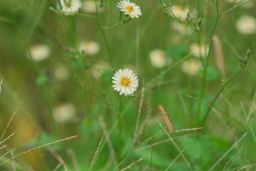 草むらで咲くかわいいアキノノゲシの花 草むらで咲くかわいいアキノノゲシの花の写真