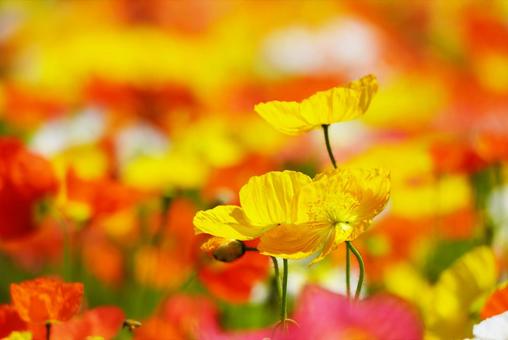 Yamaguchi Flower Land (Poppies), JPG Yamaguchi Flower Land (Poppies), JPG