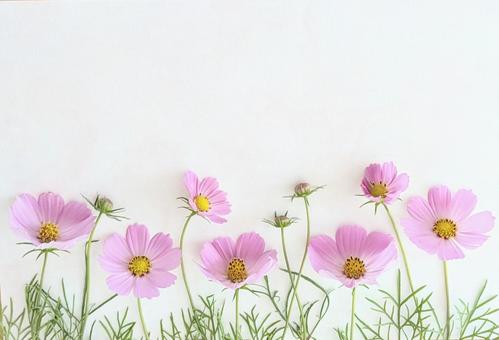 Summer blooming cosmos frame, JPG