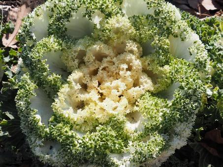 真上から見た葉牡丹 真上から見た葉牡丹の写真