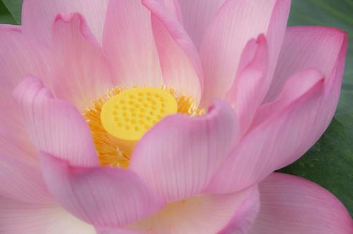 蓮の花ドアップの写真