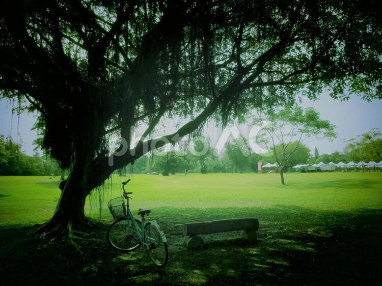 台湾　台東の公園 公園,自転車,ベンチの写真素材