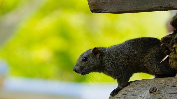 横向くリスの写真