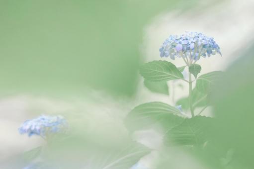 涼しげな水色のあじさい 涼しげな水色のあじさいの写真