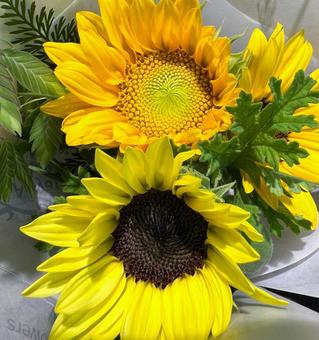 Photo, sunflower, flower, up, 