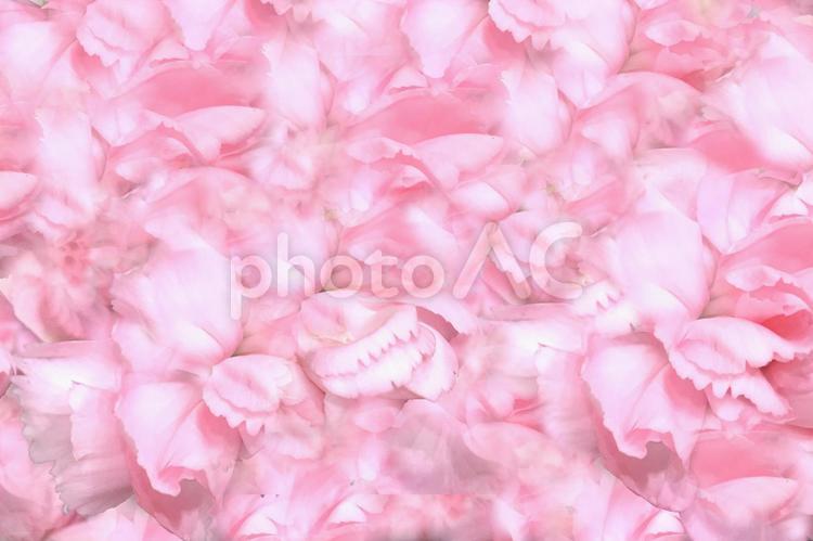 ふんわりピンク色のバラの花びらの背景素材 花びら,花,バラの写真素材