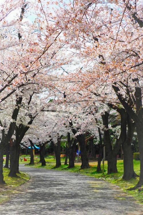 桜並木 桜並木,春イメージ,イメージの写真素材