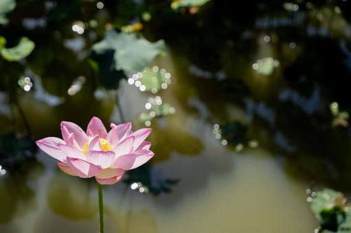蓮の花 蓮の花 蓮の花,ハスの花,花の写真素材