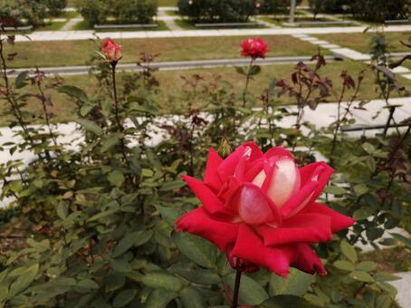 赤いバラ バラ,薔薇,ローズの写真素材