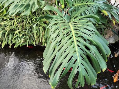 モンステラの葉 モンステラ,葉,観葉植物の写真素材