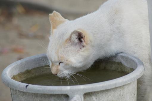 ねこ のらねこ,にゃんこ,可愛いの写真素材