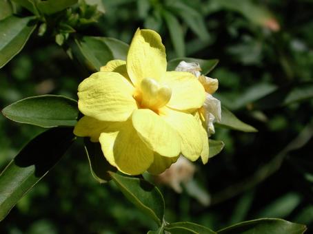 Photo, unnen sokay, flowers and trees, close-up, 