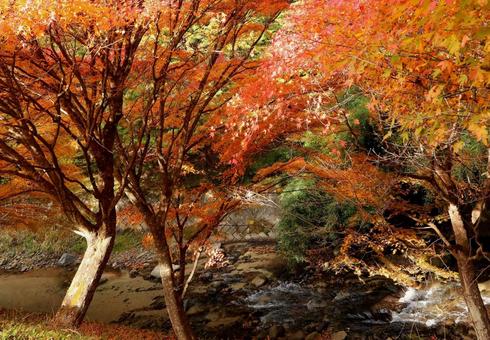 紅葉　長野県　もみじ湖 紅葉,長野県,箕輪町の写真素材