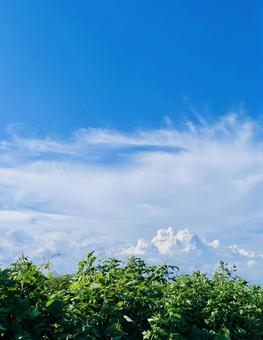 始まりの夏の雲 青空,ソラ,雲の写真素材