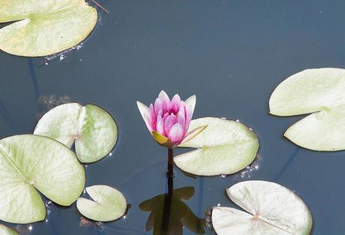 蕾が開く寸前、夏の睡蓮の姿 蕾が開く寸前、夏の睡蓮の姿の写真