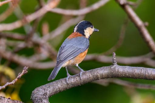枝にとまるヤマガラ 枝にとまるヤマガラ ヤマガラ,野鳥,鳥の写真素材