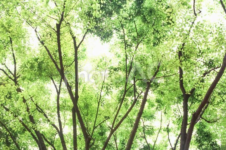 木漏れ日30 春,若葉,植物の写真素材