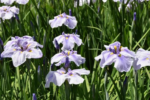 ハナショウブ(花菖蒲) ハナショウブ(花菖蒲)の写真
