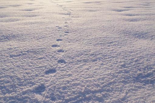 一面の雪 一面の雪 スペース,余白,雪景色の写真素材