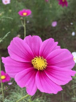 秋の日に咲きほこるコスモスの花 秋の日に咲きほこるコスモスの花 コスモス,秋桜,花の写真素材