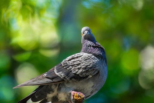 ドバトのアップ ドバトのアップ ドバト,カワラバト,動物の写真素材