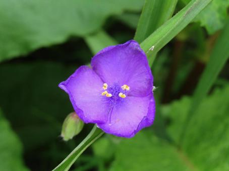 ムラサキツユクサ ムラサキツユクサ ムラサキツユクサ,露草,紫の花の写真素材