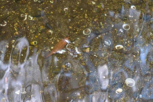 水面を滑るアメンボ アメンボ,昆虫,水面の写真素材