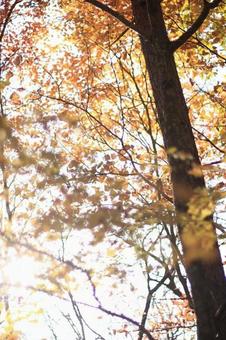 秋の山の紅葉 秋の山の紅葉の写真