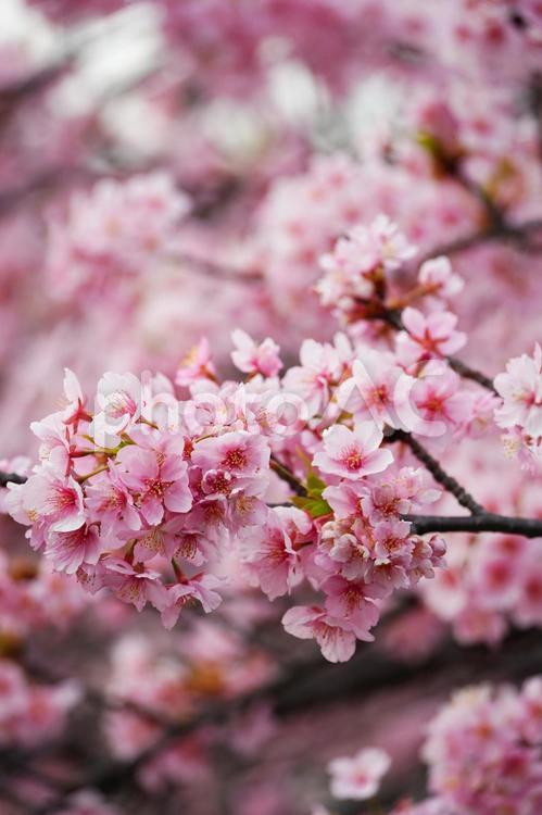 春の訪れを告げる河津桜 春,桜,花の写真素材