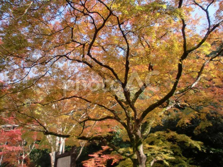箕面のもみじ 秋,紅葉,箕面の写真素材