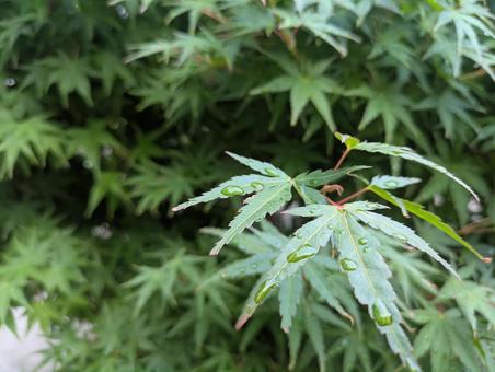 Green Maple, JPG Green Maple, JPG