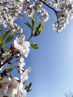 桜 桜の写真