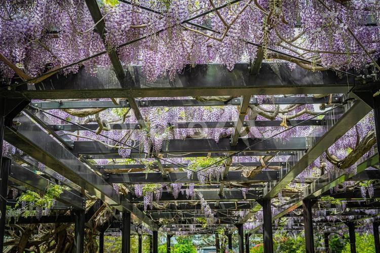北海道　札幌市　天神山緑地の藤棚 天神山緑地,藤棚,北海道の写真素材