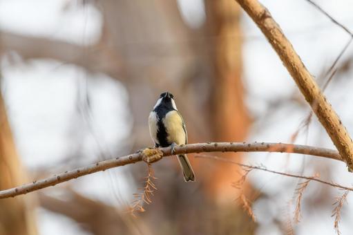 枝にとまるシジュウカラ 枝にとまるシジュウカラ シジュウカラ,鳥,野鳥の写真素材