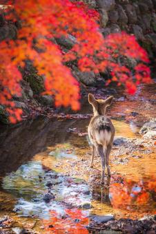 紅葉と鹿 奈良公園,鹿,紅葉の写真素材