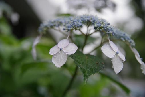 額紫陽花 ガクアジサイ 額紫陽花 ガクアジサイ の写真