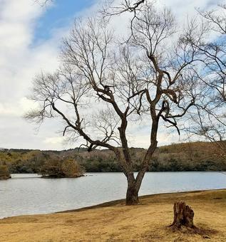春めいた一碧湖の風 一碧湖,桜,早春の写真素材