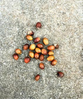 ドングリ どんぐり,木の実,秋の写真素材