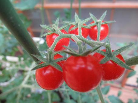 Photo, micro tomato, mini tomato, tomato, 