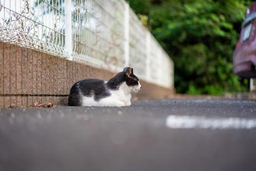 道端でくつろぐ白黒猫 猫,ねこ,ネコの写真素材