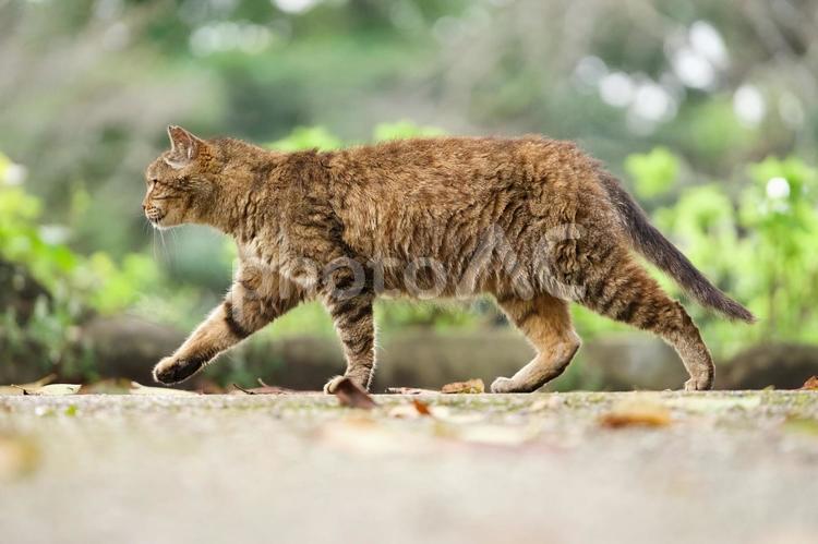 歩く猫（野良猫） 猫,野良猫,catの写真素材