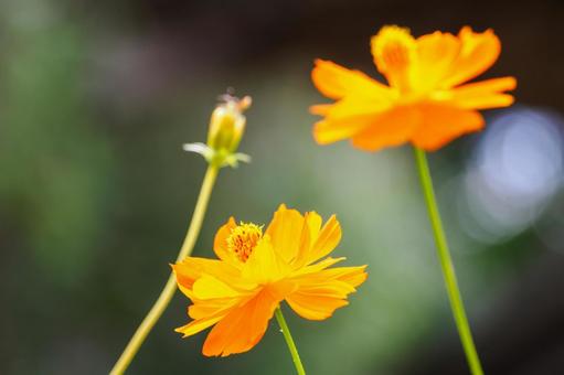 Photo, flower, kivanacosmos, cosmos, 