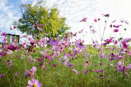 コスモス コスモス,秋,花の写真素材