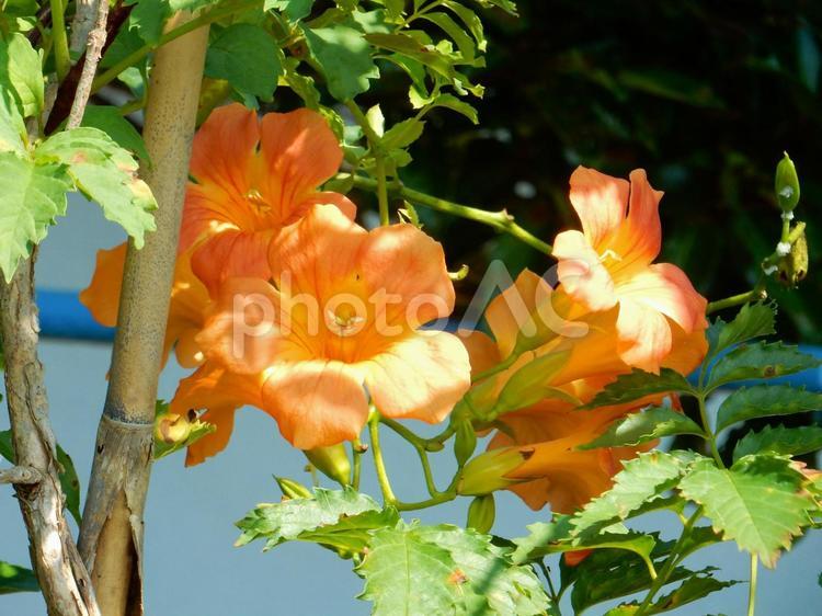 【花の写真】ノウゼンカズラ（凌霄花） ノウゼンカズラ,凌霄花,自然の写真素材