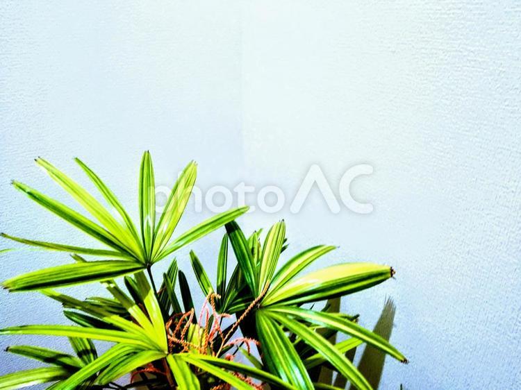 花が咲いた観音竹（ヨコ）観葉植物 観音竹,カンノンチク,爽やかなの写真素材