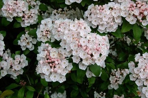 アメリカシャクナゲ アメリカシャクナゲ,亜米利加石楠花,亜米利加石南花の写真素材